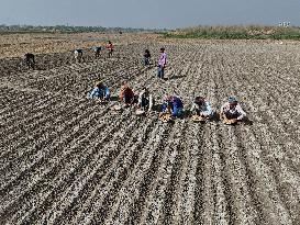 Farmers Sowing Potato Seeds - Bangladesh