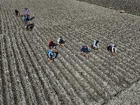 Farmers Sowing Potato Seeds - Bangladesh