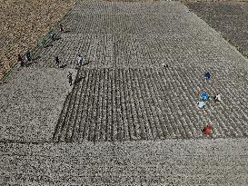 Farmers Sowing Potato Seeds - Bangladesh