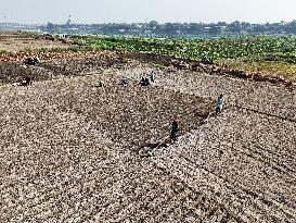 Farmers Sowing Potato Seeds - Bangladesh