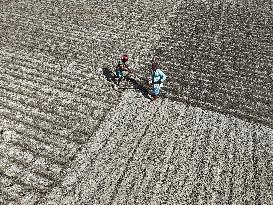 Farmers Sowing Potato Seeds - Bangladesh