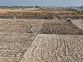 Farmers Sowing Potato Seeds - Bangladesh