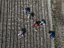 Farmers Sowing Potato Seeds - Bangladesh