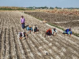 Farmers Sowing Potato Seeds - Bangladesh