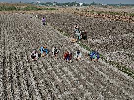 Farmers Sowing Potato Seeds - Bangladesh