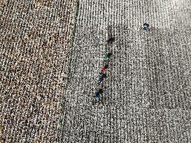 Farmers Sowing Potato Seeds - Bangladesh