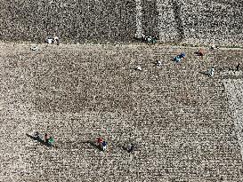 Farmers Sowing Potato Seeds - Bangladesh