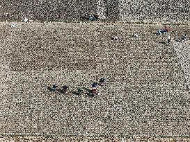 Farmers Sowing Potato Seeds - Bangladesh