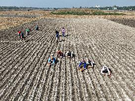 Farmers Sowing Potato Seeds - Bangladesh