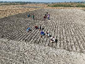 Farmers Sowing Potato Seeds - Bangladesh