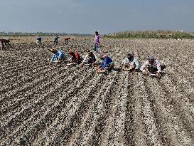 Farmers Sowing Potato Seeds - Bangladesh