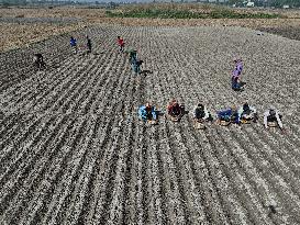 Farmers Sowing Potato Seeds - Bangladesh