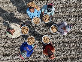 Farmers Sowing Potato Seeds - Bangladesh