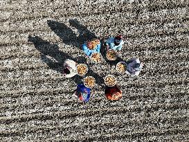 Farmers Sowing Potato Seeds - Bangladesh