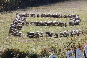 Sheep form Chinese character for snake