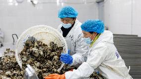 Crabs Export in Suqian