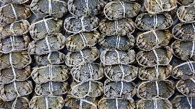 Crabs Export in Suqian