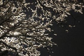 First Significant Snowfall Of The Season In Toronto, Canada