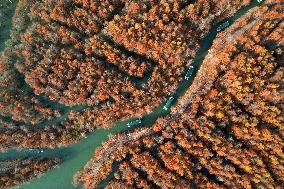 Bald Cypress Forests In Anhui Province - China