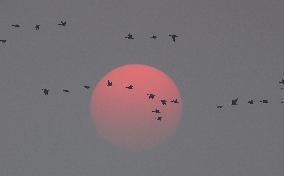 Winter Migratory Birds - China