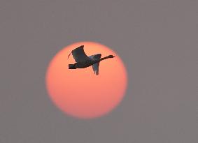 Winter Migratory Birds - China