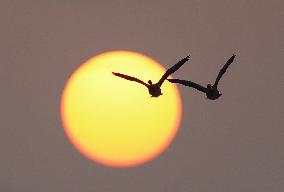 Winter Migratory Birds - China