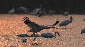 Winter Migratory Birds - China