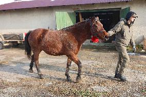 Hutsulyk Hutsul Pony Centre in Kosiv