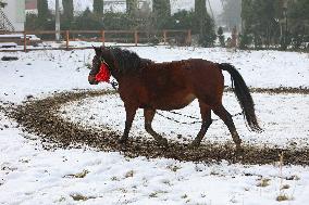 Hutsulyk Hutsul Pony Centre in Kosiv