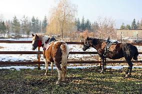 Hutsulyk Hutsul Pony Centre in Kosiv