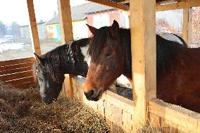 Hutsulyk Hutsul Pony Centre in Kosiv