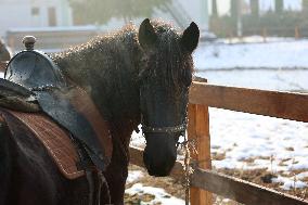 Hutsulyk Hutsul Pony Centre in Kosiv