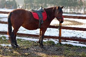 Hutsulyk Hutsul Pony Centre in Kosiv