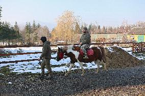 Hutsul ponies help with rehabilitation of Ukrainian military