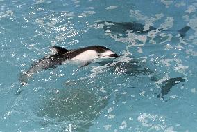 Dolphins return to aquarium in quake-hit city