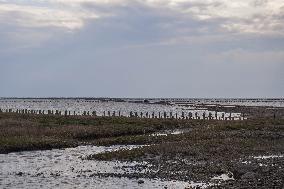 Daily Life In Mando, Denmark