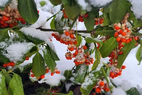 Snow In Toronto