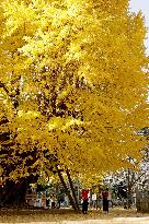 Giant ginkgo tree in fall foliage