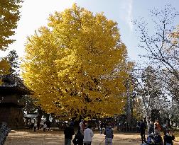 Giant ginkgo tree in fall foliage