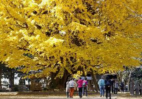 Giant ginkgo tree in fall foliage