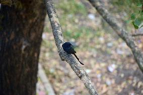 India Bird