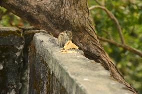 INDIA-ANIMAL-SQUIRREL