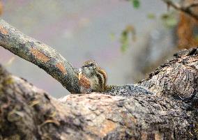 INDIA-ANIMAL-SQUIRREL