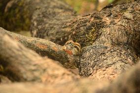 INDIA-ANIMAL-SQUIRREL