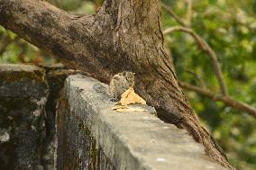 INDIA-ANIMAL-SQUIRREL