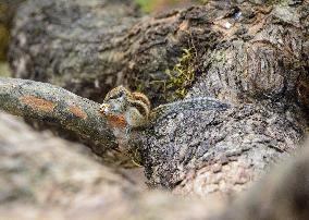 INDIA-ANIMAL-SQUIRREL