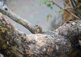 INDIA-ANIMAL-SQUIRREL