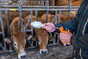 Vaccination Campaign Against Bluetongue - France