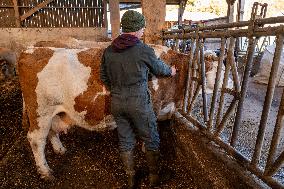 Vaccination Campaign Against Bluetongue - France