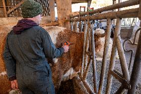 Vaccination Campaign Against Bluetongue - France